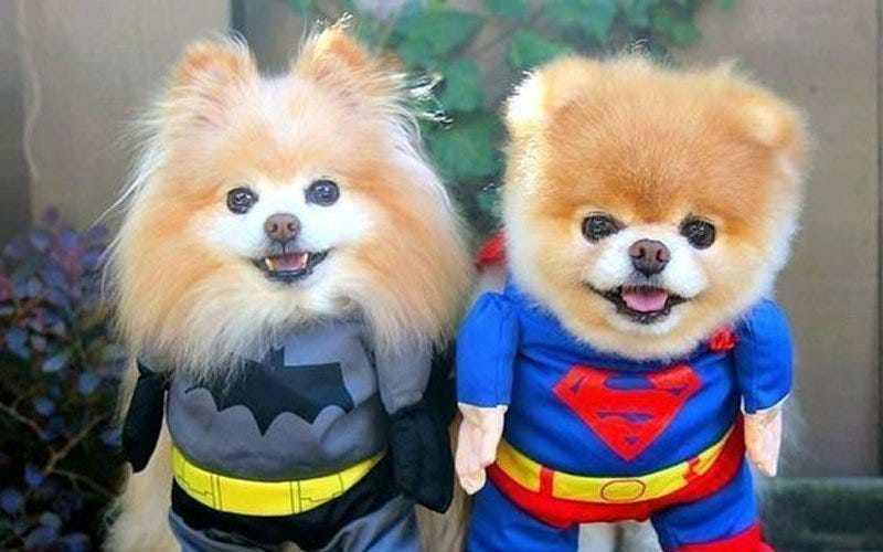 batman-and-robin-costume-aux3-image